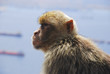 Photo: Ape Looking at view on Rock of Gibraltar Ape Looking at view on Rock of Gibraltar