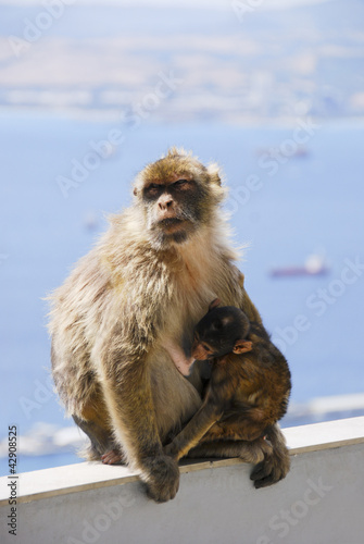 Photo: Mother Ape With Baby Breastfeeding On Wall At Gibraltar Mother Ape With Baby Breastfeeding On Wall At Gibraltar