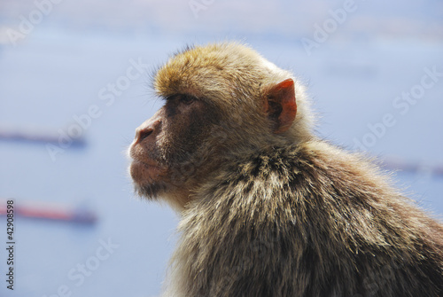 Photo: Ape Looking at view on Rock of Gibraltar Ape Looking at view on Rock of Gibraltar