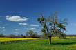 Apple tree with mistletoe in France