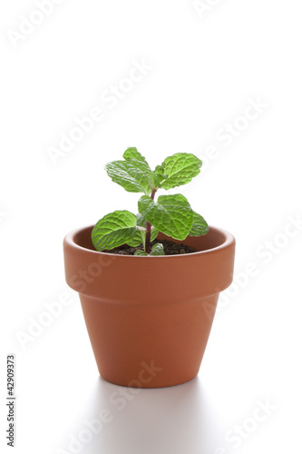 Photo: 小さな植木鉢の小さな新芽 小さな植木鉢の小さな新芽
