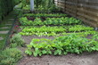 Petit jardin de ville