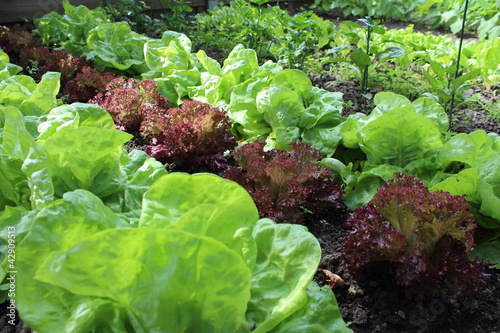 Photo: Salades dans le jardin Salades dans le jardin