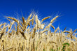 Wheat field