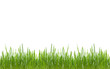 Green grass isolated with dew water drops