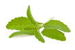 stevia rebaudiana