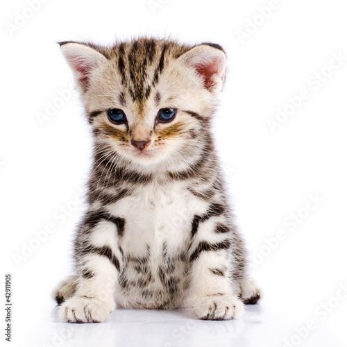 Photo: Baby Cat Baby Cat