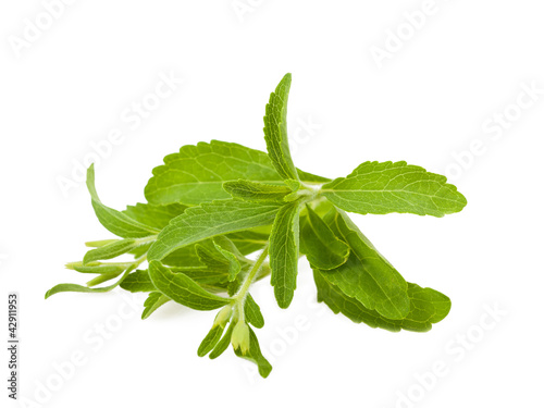 Photo: stevia rebaudiana stevia rebaudiana