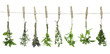 Fresh herbs hanging on a rope