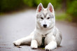 siberian husky puppy in harness laying down