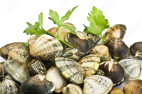 Photo: A group of Clams close up background A group of Clams close up background