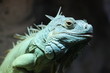 Einem Leguan ganz nah