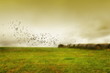 Foto: Serene Field with bales of hay and birds flying Serene Field with bales of hay and birds flying