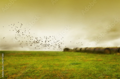 Photo: Serene Field with bales of hay and birds flying Serene Field with bales of hay and birds flying