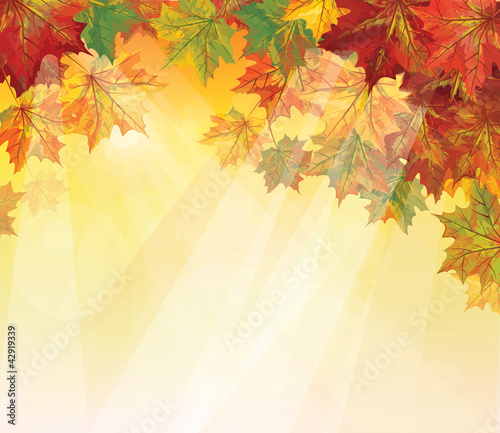 Vector: Vector of autumnal leaves on yellow background. Vector of autumnal leaves on yellow background.