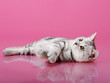 kitten