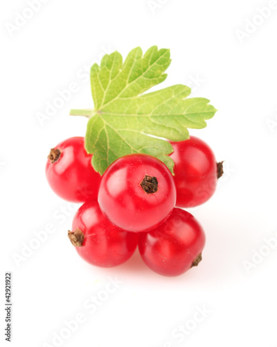 Foto: Red currant with leaf Red currant with leaf