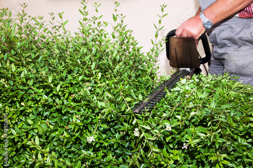 Photo: hedge cutting hedge cutting
