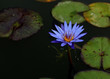 asiatische violette Seerose mit Seerosenblättern