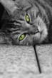 Katze schwarz weiss mit grünen Augen