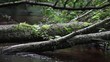 Video: Fallen tree in a forest stream Fallen tree in a forest stream