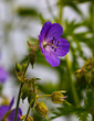 Photo: purple flower purple flower