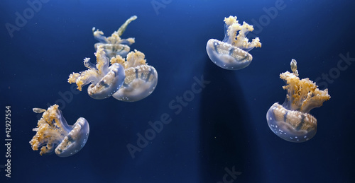 Photo: Jellyfish Jellyfish