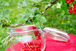Johannisbeeren ins Einkochglas