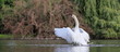 Schwan-13340b2
