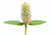 grass flower or Amaranth