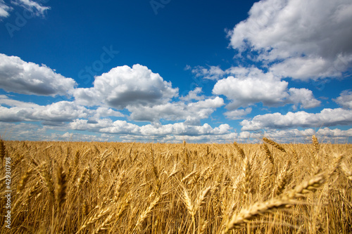 Photo: Field of wheat Field of wheat