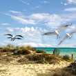 Sommer-Urlaub: Sandstrand, Meer und Möwen