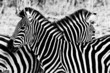 Zebras in Kruger National Park, South Africa