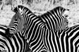 Zebras in Kruger National Park, South Africa - Fine Art prints