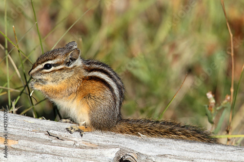Foto: Least Chipmunk (Tamias minimus) Least Chipmunk (Tamias minimus)
