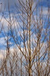 Äste mit Wolken