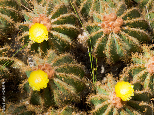 Photo: Cactus Cactus