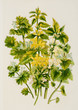 Color illustration of flowers in watercolor paintings