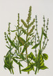 Color illustration of flowers in watercolor paintings