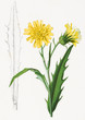 Color illustration of flowers in watercolor paintings