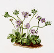 Color illustration of flowers in watercolor paintings