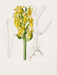 Color illustration of flowers in watercolor paintings