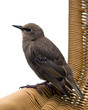 Starling