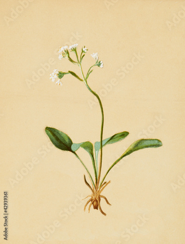 Illustration: Color illustration of flowers in watercolor paintings Color illustration of flowers in watercolor paintings