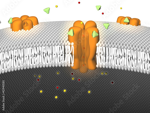 Illustration: Potassium Ion Channel - active Potassium Ion Channel - active