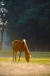 Photo: A wild horse head profile portrait A wild horse head profile portrait