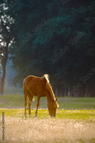 Photo: A wild horse head profile portrait A wild horse head profile portrait