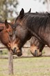 Foto: Cavallo maremmano, Parco dell'Uccellina, Toscana Cavallo maremmano, Parco dell'Uccellina, Toscana