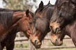 Foto: Cavallo maremmano, Parco dell'Uccellina, Toscana Cavallo maremmano, Parco dell'Uccellina, Toscana