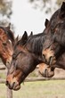 Foto: Cavallo maremmano, Parco dell'Uccellina, Toscana Cavallo maremmano, Parco dell'Uccellina, Toscana